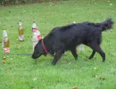 schlussuebung 2017