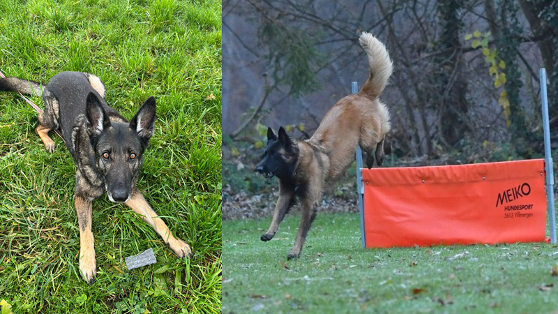 trainingsgr begleithund